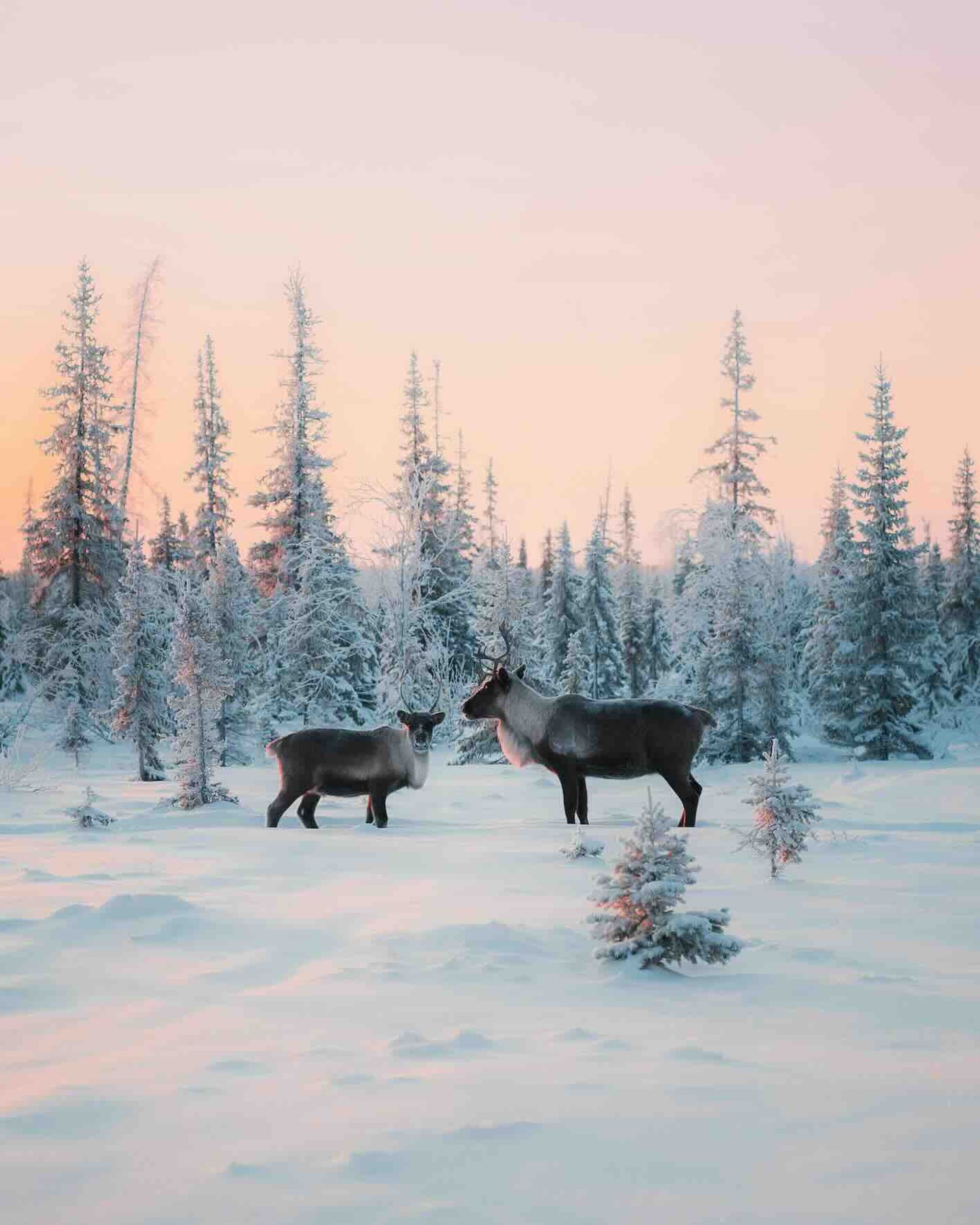 Finnish Lapland